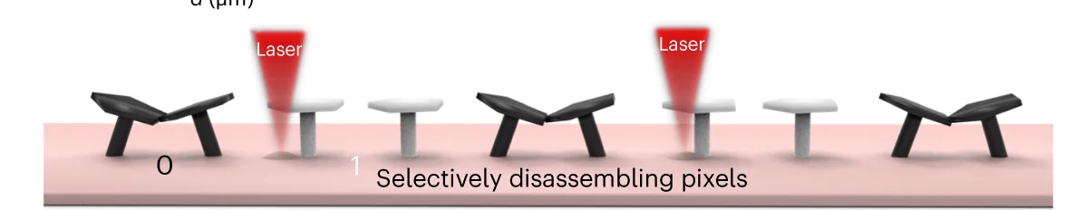 Open access visualization of Illustration, Schematic Illustration, Disassembly, Bi-assemblies