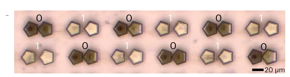 Open access visualization of Microscopy, Photo, Optical Image, Disassembly, Bi-assemblies