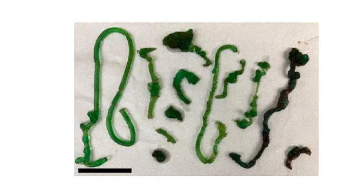 Open access visualization of Photo, Hydrogel Geometries, In Vivo Formation, Yorkshire Pigs, LIFT Hydrogels
