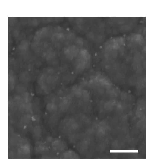 Open access visualization of Microscopy, Scanning Electron Microscopy, PPy, Electrochemical Precondition, NaDBS