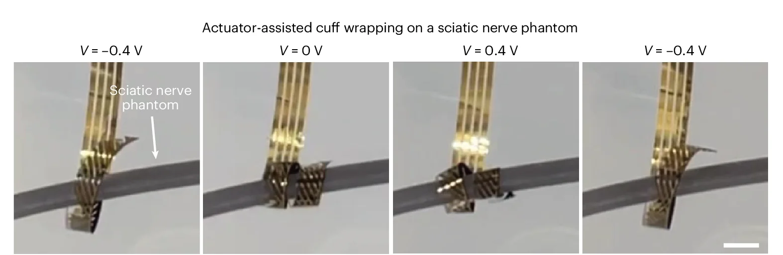 Open access visualization of Photo, Photographs, Nerve Cuff, Nerve Phantom, Microelectrodes
