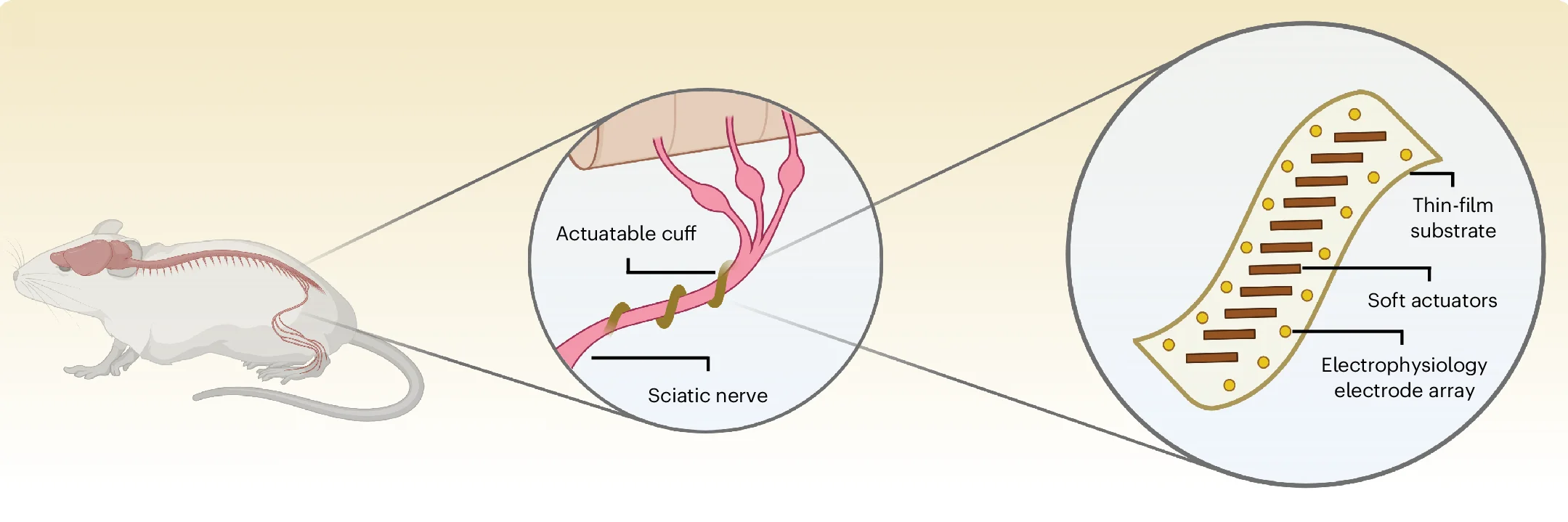 Open access visualization of Illustration, Nerve Cuff, Sciatic Nerve, Interface, Schematic