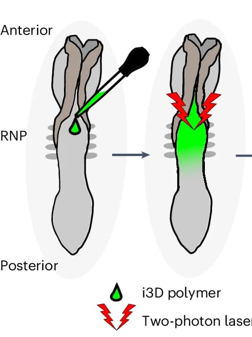 Open access visualization of Workflow, Illustration, Chicken Embryo, Experimental Workflow, i3D Polymer