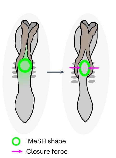 Open access visualization of Illustration, Workflow, iMeSH Compression, Neural Folds, Schematic