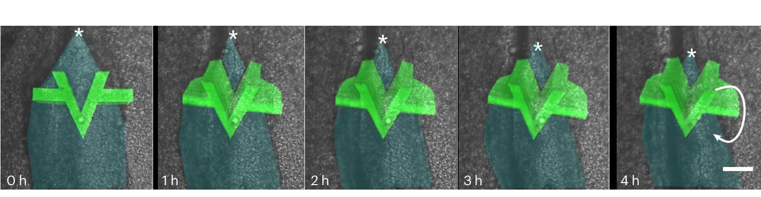 Open access visualization of Microscopy, Time-Lapse Images, iMeSH Shape, Confocal Reconstruction, Embryo