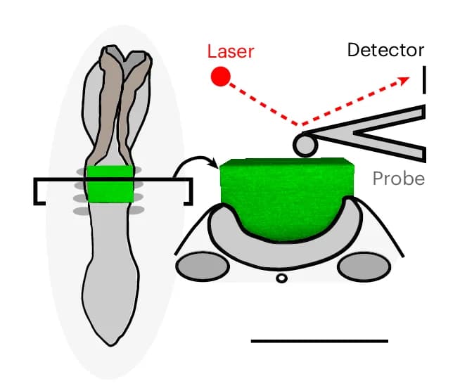 Open access visualization of Illustration, Workflow, AFM Stiffness Testing, iMeSH Shape, 3D Reconstruction
