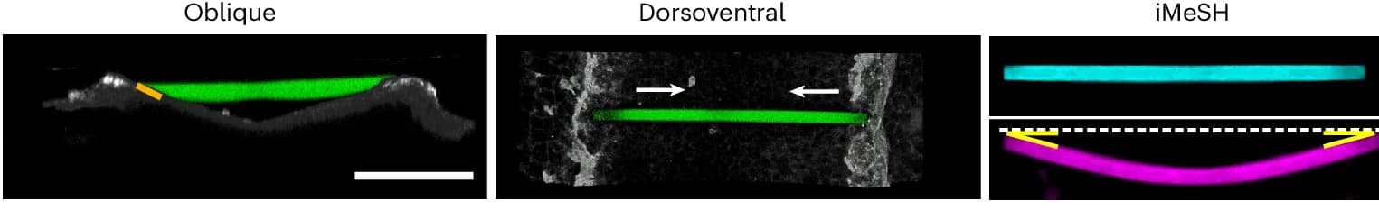Open access visualization of Microscopy, 3D Reconstructions, Horizontal Bar, iMeSH Shapes, Chick Embryo