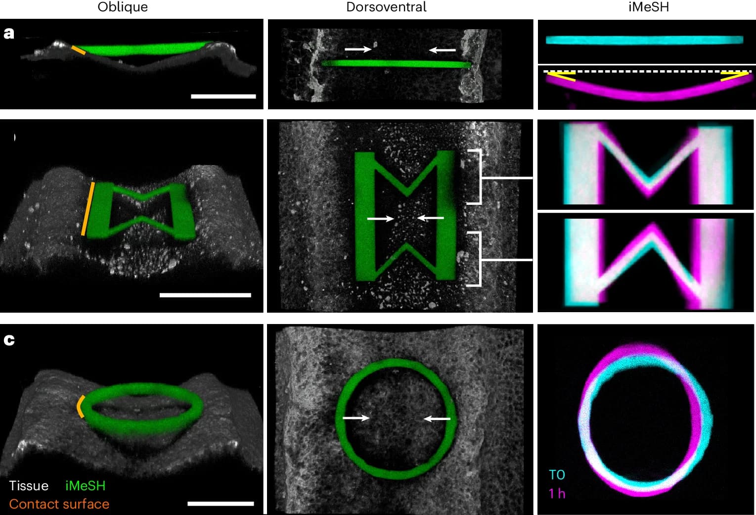 Open access visualization of Microscopy, 3D Reconstructions, V-Shaped Spring, iMeSH Shapes, Chick Embryo