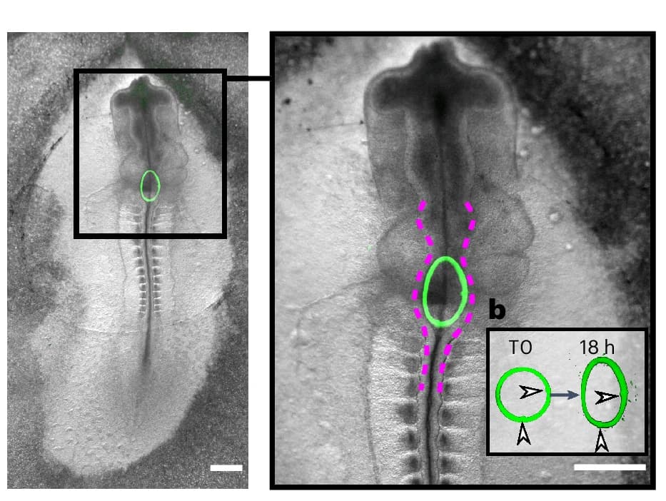 Open access visualization of Microscopy, Workflow, Chick Embryo, iMeSH Cylinder, Neural Tube