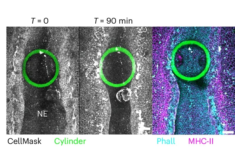 Open access visualization of Microscopy, Chick Embryo, iMeSH Cylinder, CellMask, F-Actin