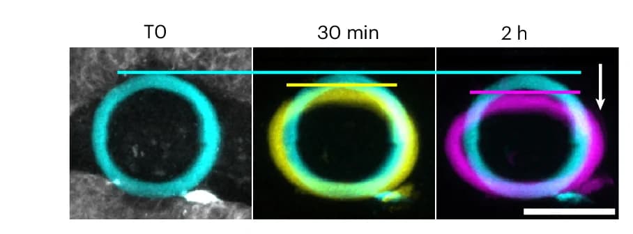 Open access visualization of Microscopy, iMeSH Cylinder, Medial Displacement, Scale Bar