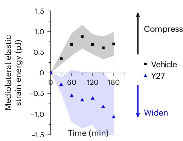 Open access visualization of Scatter Plot, Regression Plot, Dynamic Profiling, Mechanical Force, iMeSH Cylinder