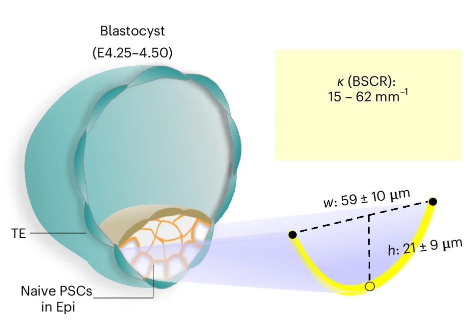 Open access visualization of Illustration, Mouse Blastocyst, nPSCs, BSCR, Epi-TE Interface