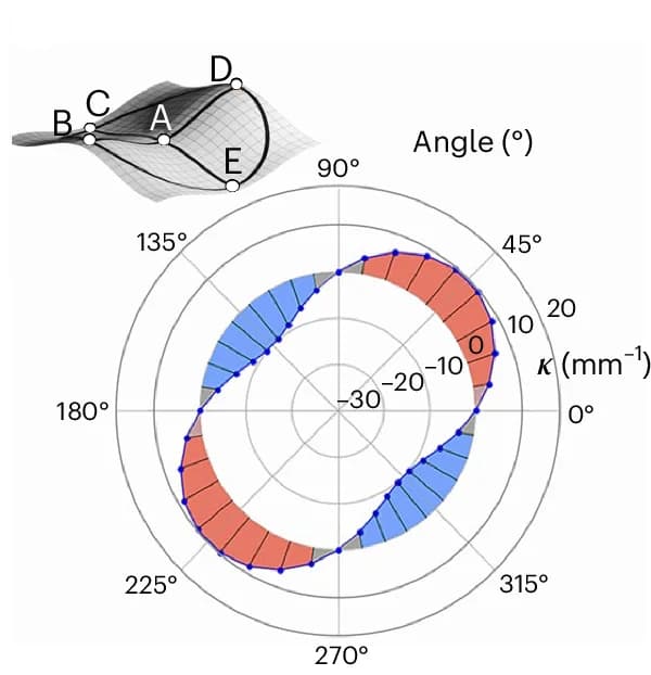 Open access visualization of Line Plot, Model, Curvature