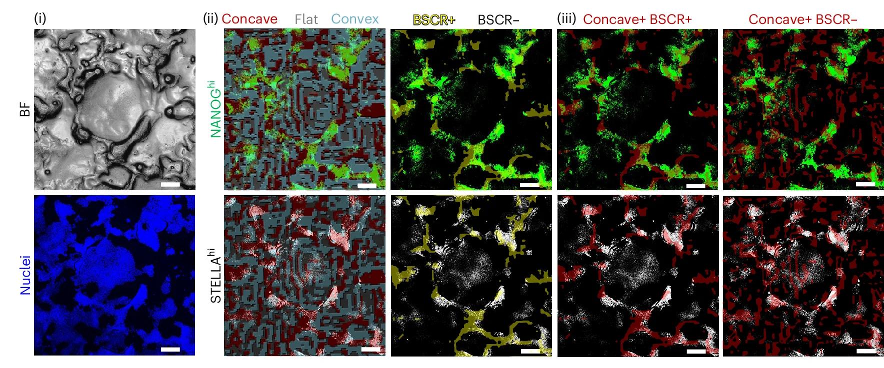 Open access visualization of Microscopy, BMS Topographical Map, PSC Image, Hoechst 33342, NANOG