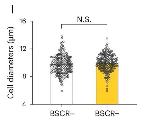 Open access visualization of Bar Plot, Scatter Plot, PSCs, Cell Size, BSCR Areas