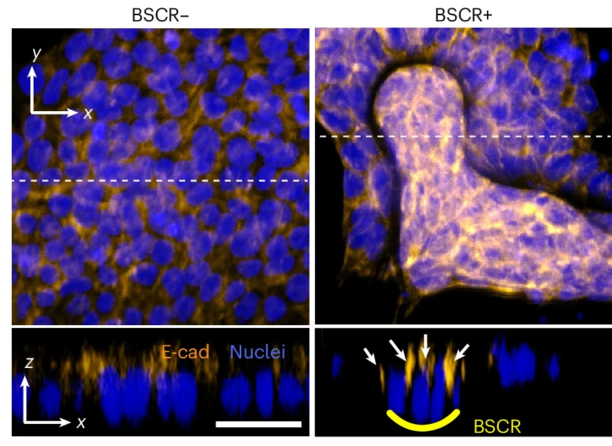 Open access visualization of Microscopy, Immunofluorescence Images, E-cad, PSC Colonies, BMS