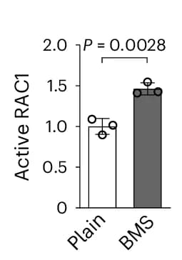 Open access visualization of Bar Plot, Error Bars, Quantification, Active RAC1, ELISA