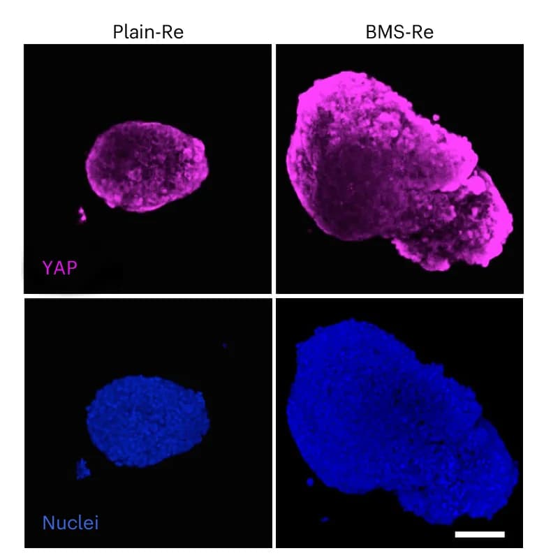 Open access visualization of Microscopy, Embryoid Body Size, YAP Staining, YAP Phosphorylation Level, Pluripotent Stem Cells