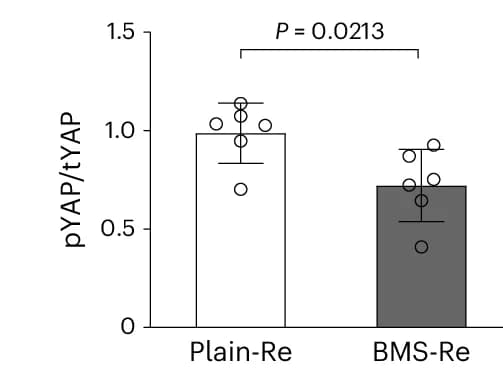 Open access visualization of Bar Plot, Error Bars, Embryoid Body Size, YAP Staining, YAP Phosphorylation Level