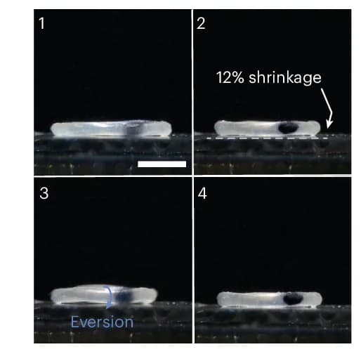 Open access visualization of Photo, Active Torus, Hot Plate, Photographs, Rotation