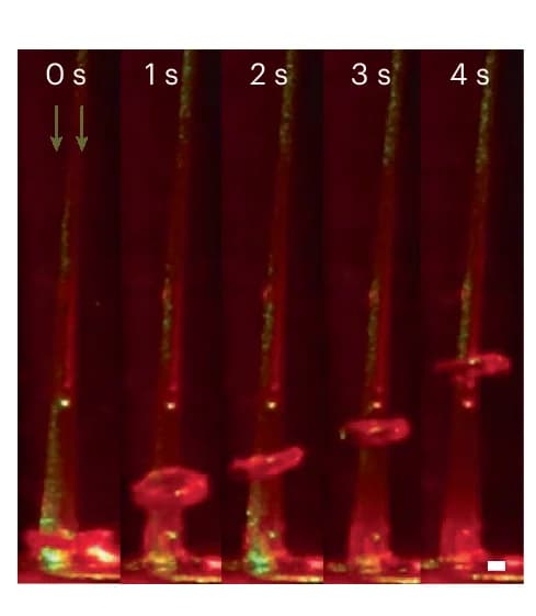 Open access visualization of Microscopy, Photo, Light-Sensitive Torus, Glycerol, Tapered Pipette