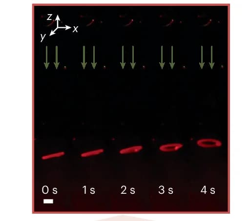 Open access visualization of Microscopy, Active Torus, PDMS, Upwards Direction, Snapshot