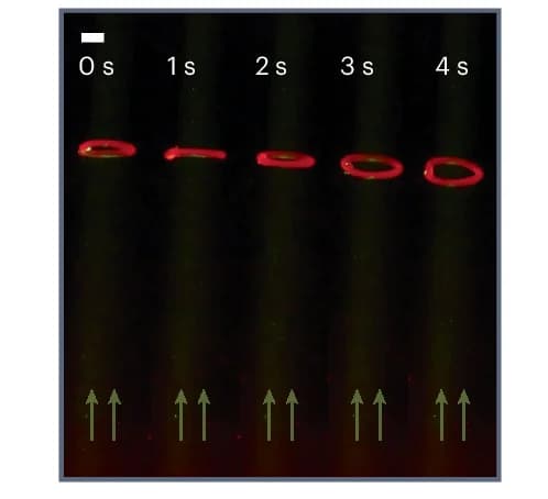 Open access visualization of Photo, Active Torus, PDMS, Downwards Direction, Snapshot