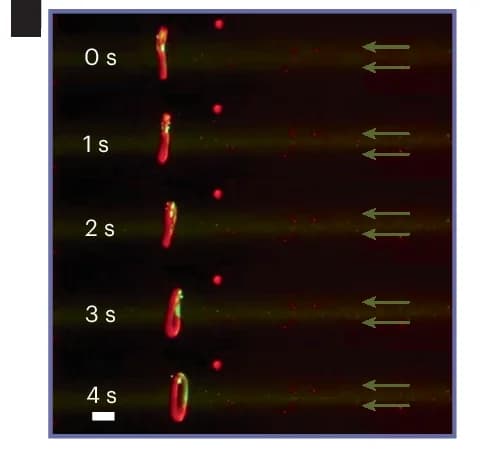Open access visualization of Microscopy, Trajectory, Upwards Movement