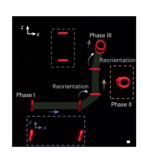 Open access visualization of Workflow, Microscopy, Active Torus, Three Dimensions, Anterior View