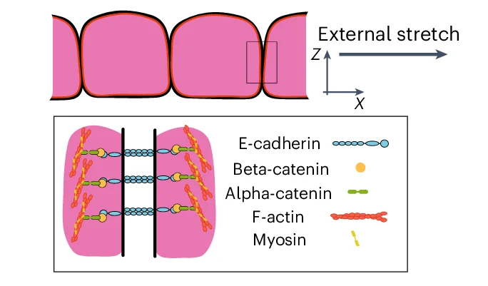Open access visualization of Illustration, Epithelial Monolayer, Cell Junctions, F-actin Cytoskeleton, E-cadherin