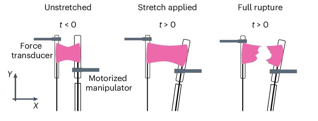 Open access visualization of Illustration, Experiment Diagram, Monolayer Deformation, Ramp Deformation, Test Rods