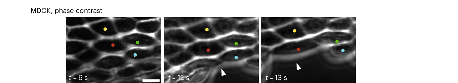 Open access visualization of Microscopy, Phase Contrast, Time Series, Crack Propagation, Cellular Interfaces