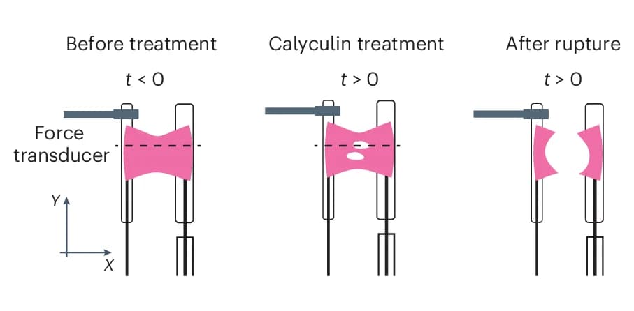 Open access visualization of Illustration, Workflow, Monolayers, Calyculin, Myosin Phosphatase