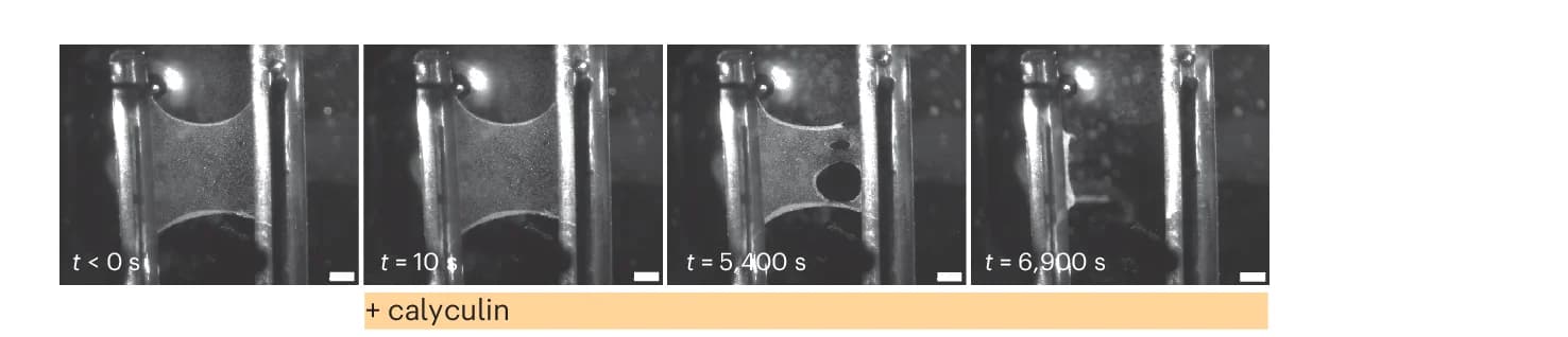 Open access visualization of Microscopy, Bright-Field Microscopy, Calyculin-treated Monolayer, Calyculin, Tension