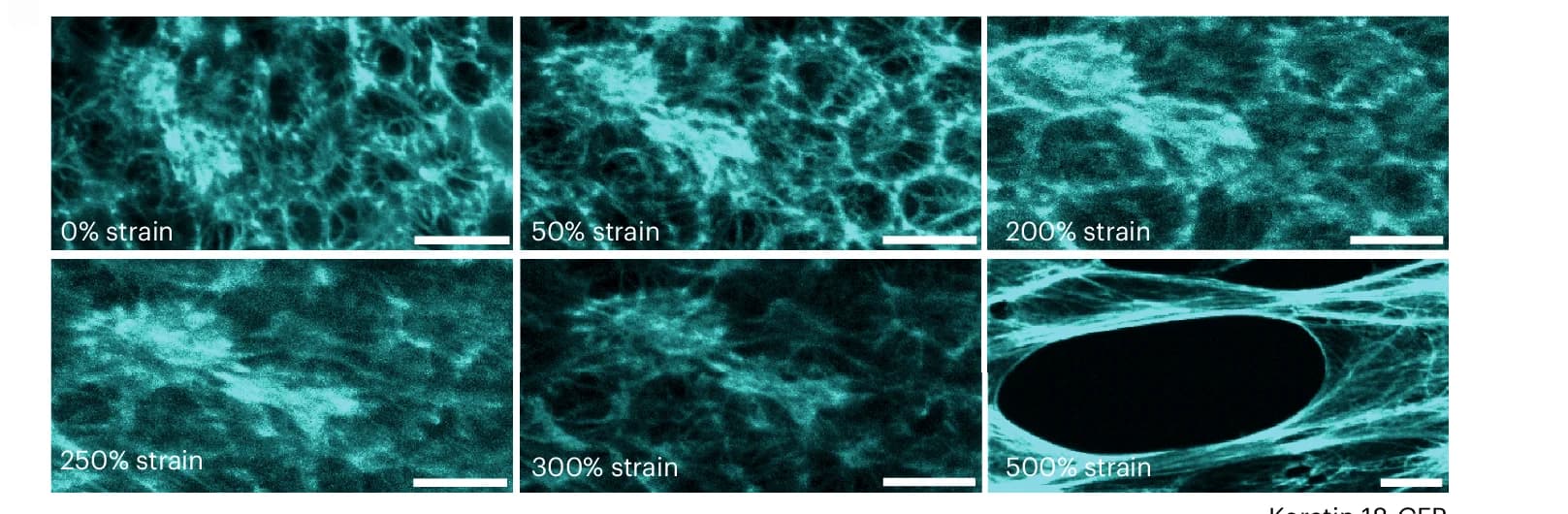 Open access visualization of Microscopy, Keratin 18-GFP, Cells, Monolayers, Deformation