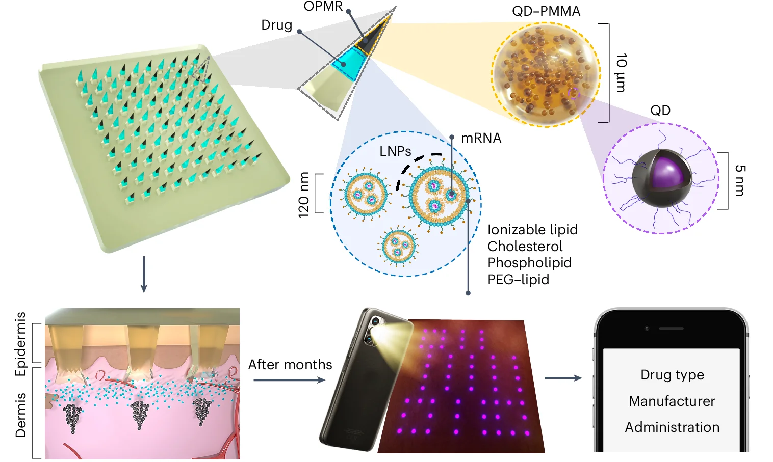 Open access visualization of Workflow, Illustration, NIR Fluorescent QD Dye, PMMA Microparticles, mRNA