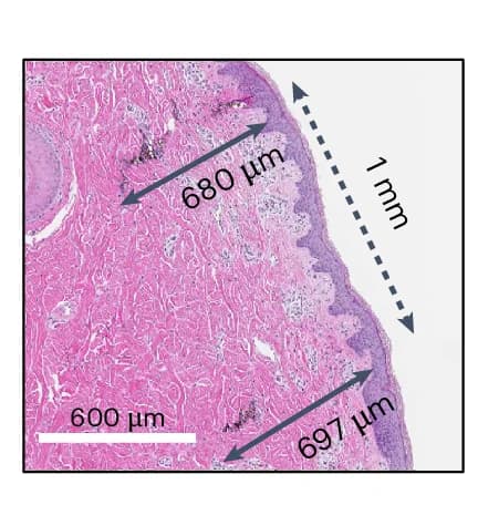Open access visualization of Microscopy, Histology Image, Bits