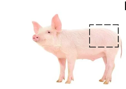 Open access visualization of Photo, MNPs, Yorkshire Pigs, Flank Area