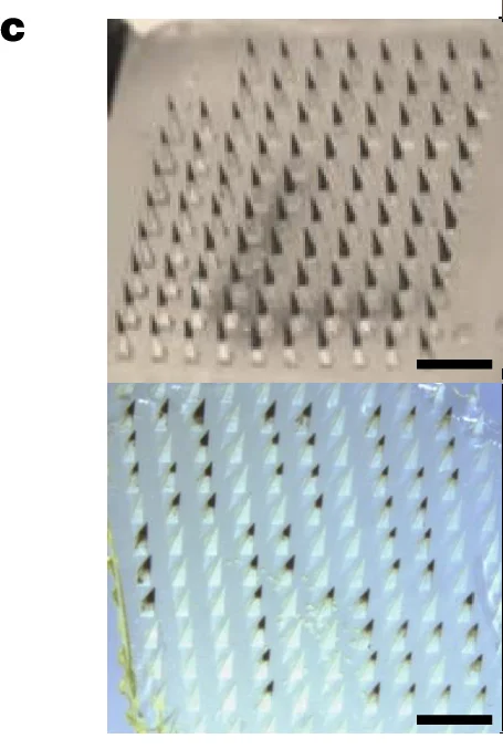 Open access visualization of Photo, NIR Signals, Patterned MNPs, Pigs, Scale Bars