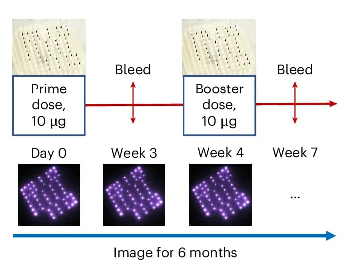 Open access visualization of Workflow, Prime Dose, Booster Dose, OPMR-mRNA MNPs, Co-delivery