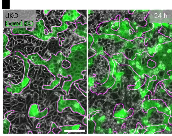 Open access visualization of Microscopy, E-cad KO Cells, E-cad/Cadherin 6 dKO Cells