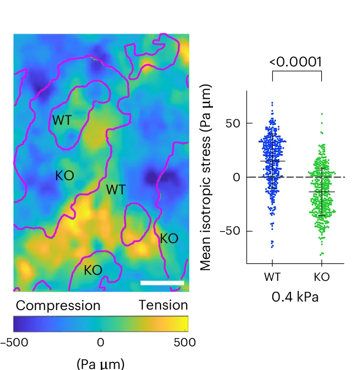 Open access visualization of Scatter Plot, Heatmap, Stress Map, Soft Substrates, Isotropic Stress
