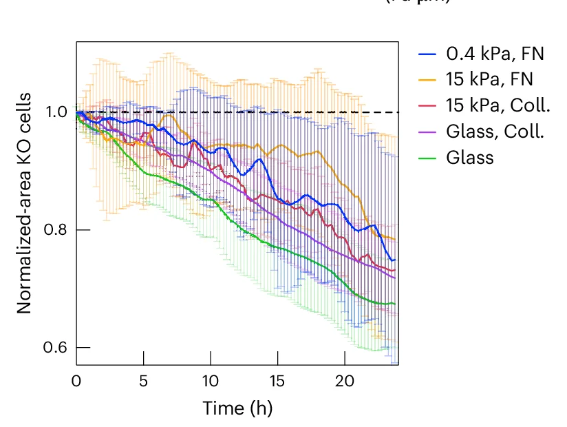 Open access visualization of Line Plot, Error Bars, E-cad KO Cells, Uncoated Glass, Collagen-Coated Glass