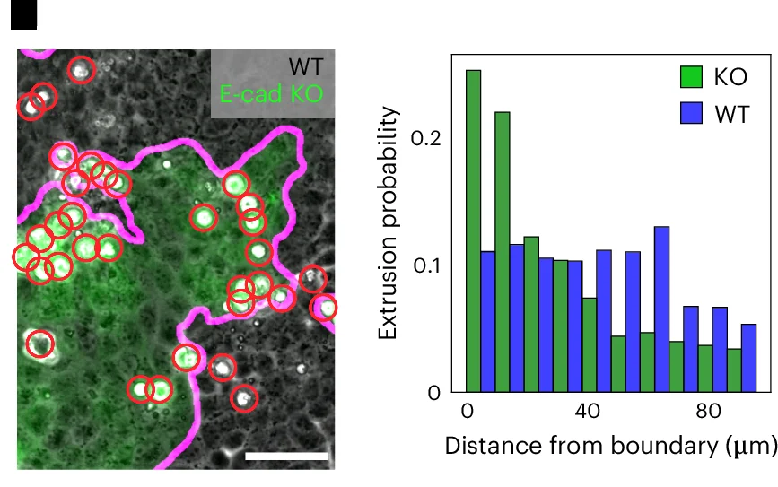 Open access visualization of Clustered, Microscopy, Extrusion Rate, E-cadherin KO Cells, Mixed Culture