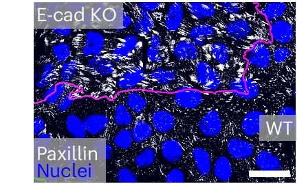 Open access visualization of Microscopy, Mechanical Properties, E-cadherin KO Cells, Focal Adhesions, Paxillin