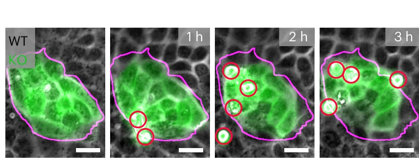 Open access visualization of Microscopy, E-cad KO Cells, Island Compaction, Cell Elimination