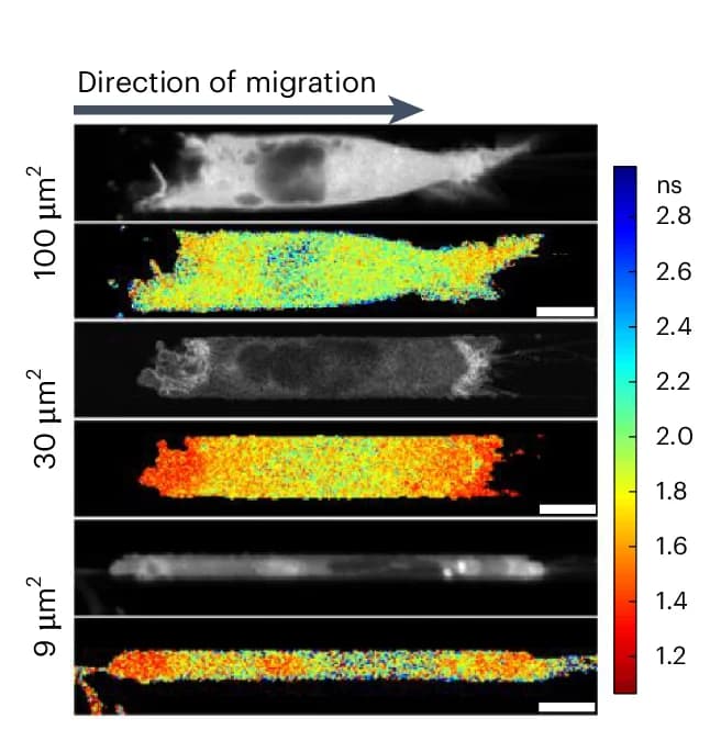 Open access visualization of Microscopy, Heatmap, RhoA Activity, Cell Polarization, FLIM-FRET