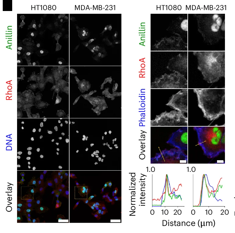 Open access visualization of Microscopy, Line Plot, Endogenous ACEs, HT-1080 Cells, MDA-MB-231 Cells