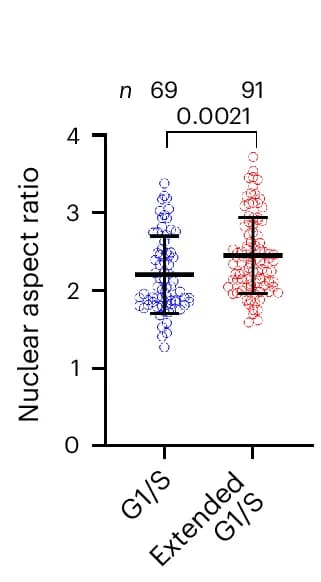 Open access visualization of Scatter Plot, Error Bars, Nuclear Aspect Ratio, G1/S Cells, Two-tailed Unpaired t-test